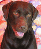 Luc Labrador